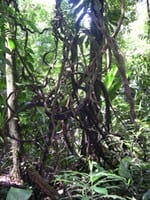 artigocie23 - Integrating liana abundance and forest stature into an estimate of total above-ground biomass for an eastern Amazonian forest