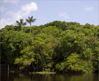 deficiencias na governancia de fundos ambientais - Deficiências na governança de fundos ambientais e florestais no Pará e Mato Grosso