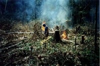 artigocie21 - Forest fires in the Brazilian Amazon
