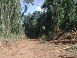 artigocie34 - A Atividade Madeireira e Desmatamento na Amazônia.