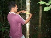 artigocie37 - As vantagens da colheita planejada de madeira na Amazônia.