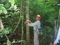 artigocie38 - Manejo florestal comunitário na Amazônia. Relatório da 1ª oficina de manejo florestal comunitário para a troca de experiência entre 12 iniciativas na Amazônia brasileira.