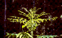 artigocie4 - Big-leaf mahogany (Swietenia macrophylla) seedling survival and growth across a topographic gradient in southeast Pará, Brazil