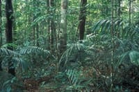 congresso1 - Florestas em balanço: desafios da conservação e desenvolvimento. Uma avaliação do desenvolvimento florestal e da assistência do Banco Mundial no Brasil.
