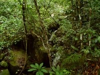 livros10 - As florestas nacionais na Amazônia: uma consulta a empresários madeireiros e a atores afins à política florestal. Relatório Técnico.