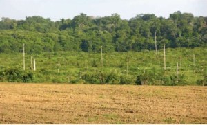 a pressao contra 300x182 - O Brasil atingirá sua meta de redução do desmatamento?