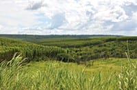 analise termos de ajustamento de conduta - Análise de termos de ajustamento de conduta para a recomposição de passivo ambiental de imóveis rurais no Pará