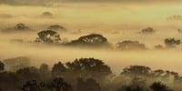 areas protegidas na amazonia brasileira avancos - Áreas Protegidas na Amazônia Brasileira: avanços e desafios