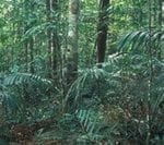 congresso17 150x133 - Uma política florestal coerente para a Amazônia