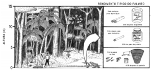 figura3 41 300x140 - O Perfil da Extração de Palmito no Estuário Amazônico (n°3)