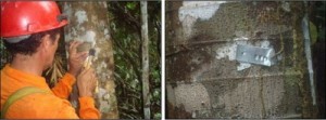 figura36 2 300x111 - Estimativas de biomassa e carbono e indicadores para restauração de florestas secundárias em Paragominas, Pará