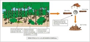 figura6 300x142 - Redução de Desperdício na Produção de Madeira na Amazônia (n° 5)