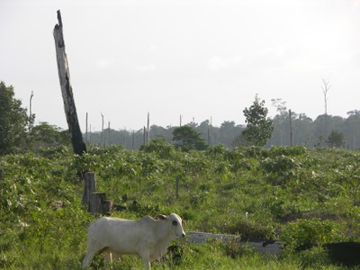 foto1 - Como desenvolver a economia rural sem desmatar a Amazônia?