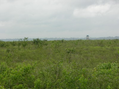 foto2 - Como desenvolver a economia rural sem desmatar a Amazônia?