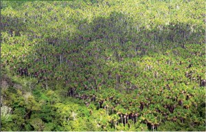 image 21 300x192 - Plano de Manejo da Floresta Estadual de Trombetas