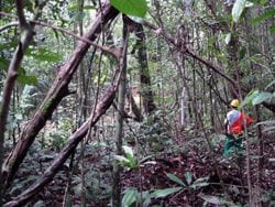 image 210 - Taller de manejo comunitario y certificacion forestal en Latinoamérica: Resultados y propuestas.
