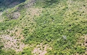 image 22 300x192 - Plano de Manejo da Floresta Estadual de Trombetas