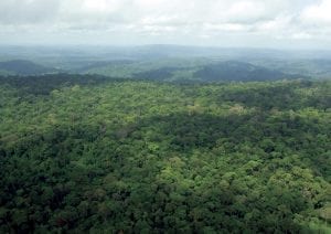image61 300x212 - Plano de Manejo da Floresta Estadual do Paru