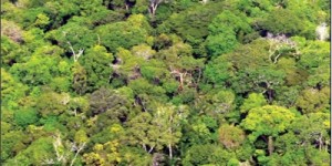 image preview 74 300x150 - Plano de Manejo da Floresta Estadual de Faro