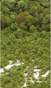 image preview 77 174x300 - Plano de Manejo da Floresta Estadual de Faro