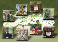 iniciativas de manejo florestal comunitario e familiar na amazonia brasileira - Iniciativas de Manejo Florestal Comunitário e Familiar na Amazônia Brasileira 2009/2010