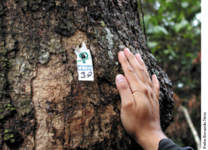 manejoempresarial15 300x216 - Manejo Florestal Empresarial na Amazônia Brasileira: Restrições e Oportunidades (Relatório Síntese)