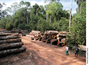 manejoempresarial16 300x217 - Manejo Florestal Empresarial na Amazônia Brasileira: Restrições e Oportunidades (Relatório Síntese)