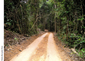 manejoempresarial18 300x214 - Manejo Florestal Empresarial na Amazônia Brasileira: Restrições e Oportunidades (Relatório Síntese)