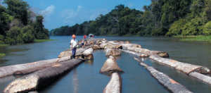 manejoflorestalcomunitario9 300x132 - Manejo florestal comunitário na Amazônia brasileira: avanços e perspectivas para a conservação florestal