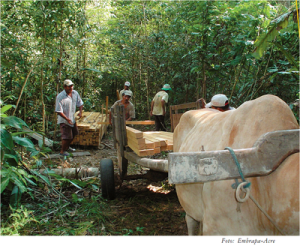 oficina de manejo6 300x246 - Oficina de Manejo Comunitário e Certificação Florestal na América Latina: Resultados e Propostas