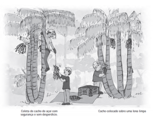 11 300x230 - Boas Práticas para Manejo Florestal e Agroindustrial - Produtos Florestais Não Madeireiros