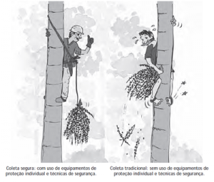 14 300x256 - Boas Práticas para Manejo Florestal e Agroindustrial - Produtos Florestais Não Madeireiros
