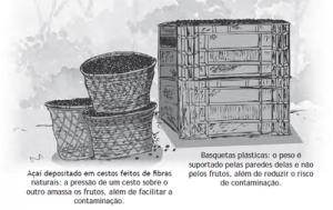 16 300x189 - Boas Práticas para Manejo Florestal e Agroindustrial - Produtos Florestais Não Madeireiros
