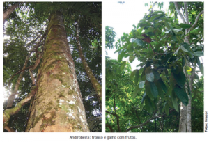 22 300x204 - Boas Práticas para Manejo Florestal e Agroindustrial - Produtos Florestais Não Madeireiros