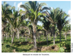 34 300x228 - Boas Práticas para Manejo Florestal e Agroindustrial - Produtos Florestais Não Madeireiros