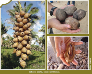 35 300x240 - Boas Práticas para Manejo Florestal e Agroindustrial - Produtos Florestais Não Madeireiros
