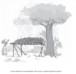 74 300x291 - Boas Práticas para Manejo Florestal e Agroindustrial - Produtos Florestais Não Madeireiros
