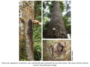 83 300x225 - Boas Práticas para Manejo Florestal e Agroindustrial - Produtos Florestais Não Madeireiros