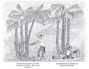 9 300x231 - Boas Práticas para Manejo Florestal e Agroindustrial - Produtos Florestais Não Madeireiros