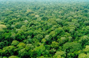 amazonia 300x198 - Desmatamento zero na Amazônia é possível até 2020, diz governador do Pará