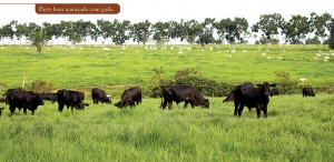foto02 pecVerde 300x146 - O aumento da produtividade e lucratividade da pecuária bovina na Amazônia: o caso do Projeto Pecuária Verde em Paragominas