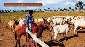 foto06 pecVerde 300x166 - O aumento da produtividade e lucratividade da pecuária bovina na Amazônia: o caso do Projeto Pecuária Verde em Paragominas