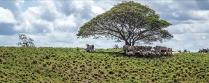 foto 01 300x120 - Como melhorar a eficácia dos acordos contra o desmatamento associado à pecuária na Amazônia?
