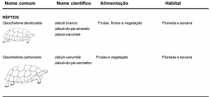 apendiceB4 300x139 - Frutíferas e Plantas Úteis na Vida Amazônica