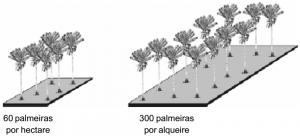 inaja densidade 300x136 - Frutíferas e Plantas Úteis na Vida Amazônica