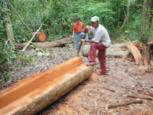 iniciativa MFC 300x225 - Manejo Florestal Comunitário: processos e aprendizagens na Amazônia brasileira e na América Latina