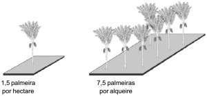 pataua densidade 300x140 - Frutíferas e Plantas Úteis na Vida Amazônica