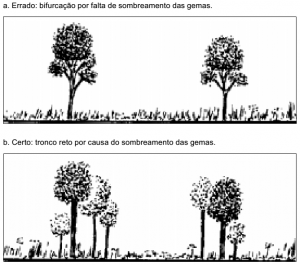 cap10 fig3 Limpeza 300x265 - Floresta para Sempre: um manual para a produção de madeira na Amazônia