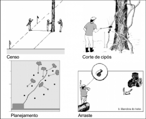 cap11 300x245 - Floresta para Sempre: um manual para a produção de madeira na Amazônia
