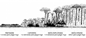 cap9 fig2 Comportamento 300x135 - Floresta para Sempre: um manual para a produção de madeira na Amazônia